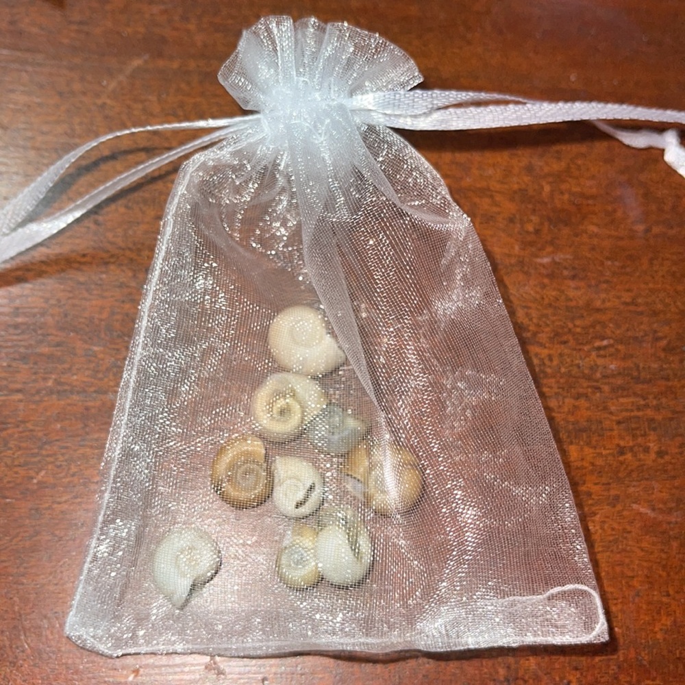 Seashells - Picture 5 of 5